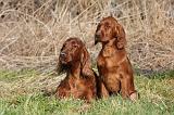 SETTER IRLANDAIS 214